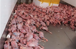 TP.HCM: Bắt xe tải chở 24.000 con chim cút bốc mùi